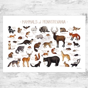 Pennsylvania Field Guide Kunstdruck / Tiere von Pennsylvania / Aquarell Malerei / Wandkunst / Natur / Wildtiere Poster