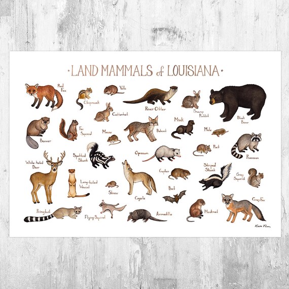 Louisiana Land Mammals Field Guide Art Print / Animals of - Etsy Louisiana Land Mammals Field Guide Art Print / Animals of - Etsy