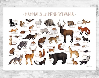 Pennsylvania Mammals Field Guide Art Print  / Animals of Pennsylvania / Watercolor Painting / Wall Art / Nature Print / Wildlife Poster