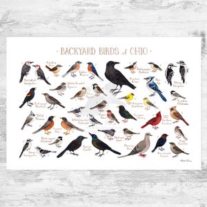 Guía de campo de aves de patio de Ohio, impresión artística / impresión de acuarela / arte mural de observación de aves / impresión de naturaleza / póster de aves