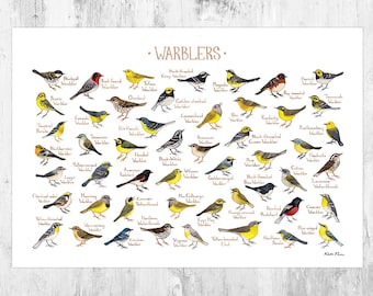 Warblers of North America Field Guide Art Print /  Migratory Birds Nature Study Print / Bird Poster / Classification Chart