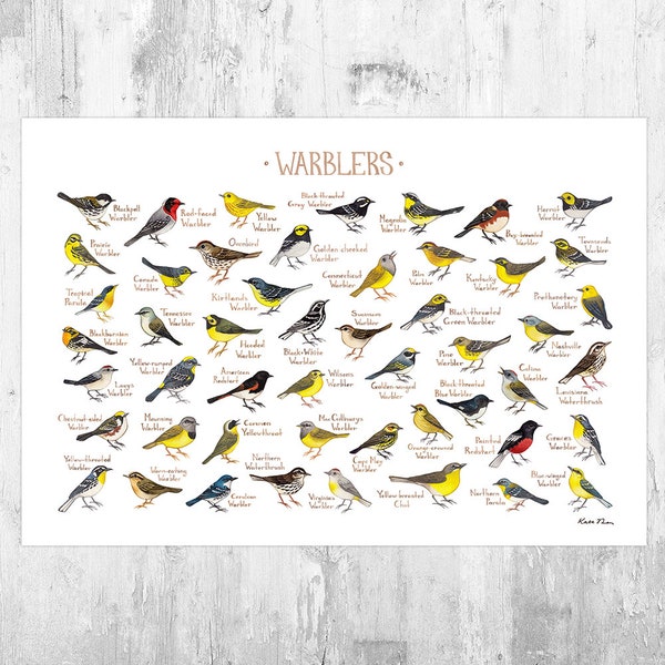 Warblers of North America Field Guide Art Print /  Migratory Birds Nature Study Print / Bird Poster / Classification Chart