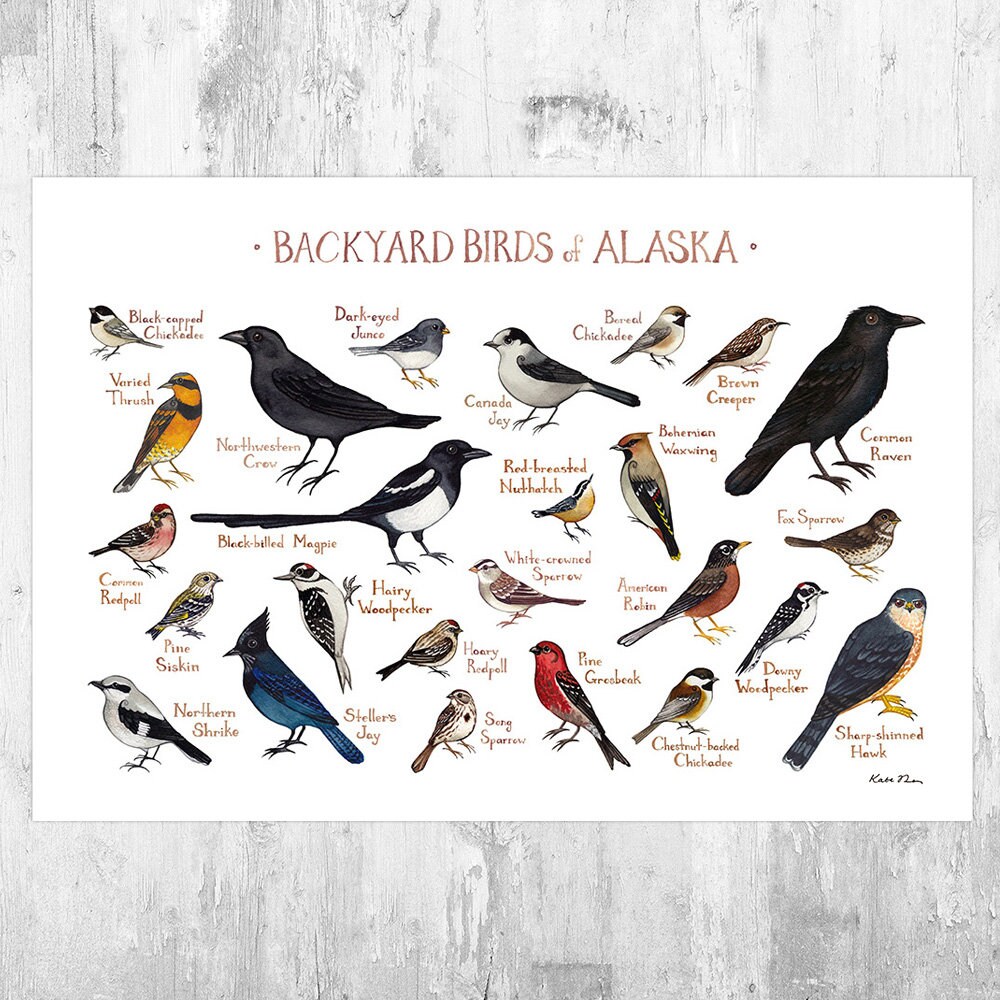 Illinois Backyard Birds Of Illinois Field Guide Print Bird Art Print