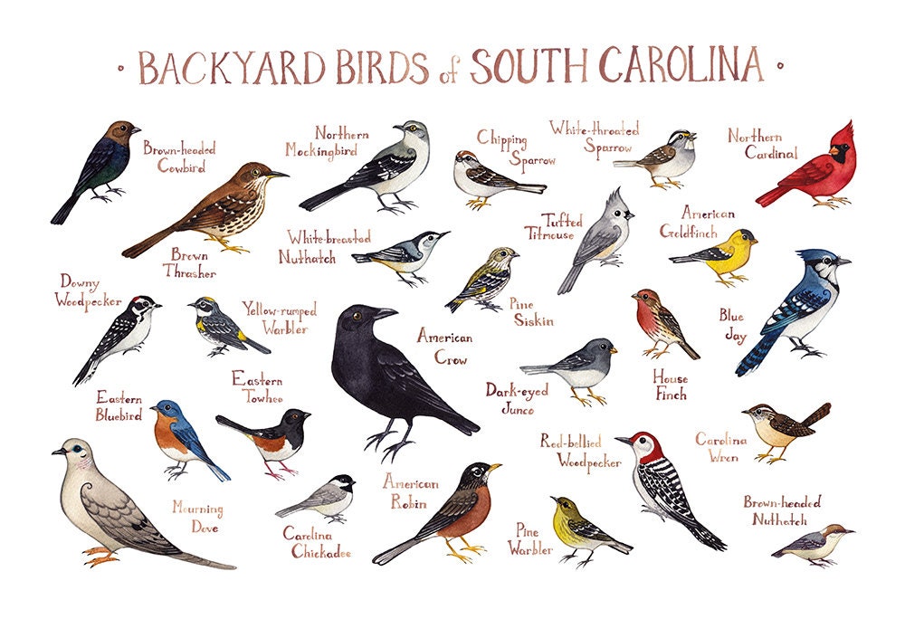 South Carolina Backyard Birds Field Guide Art Print / | Etsy