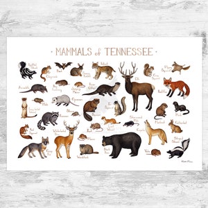 Tennessee Mammals Field Guide Art Print  / Animals of Tennessee / Watercolor Painting / Wall Art / Nature Print / Wildlife Poster