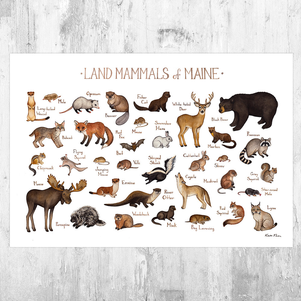 Maine Land Mammals Field Guide Art Print / Animals of Maine / - Etsy