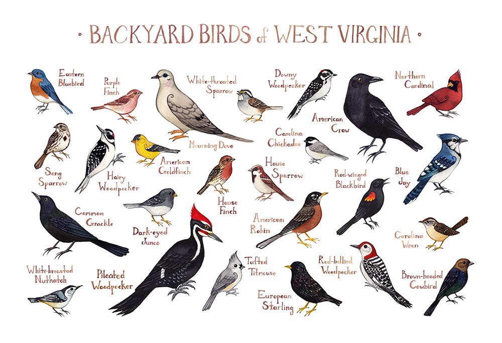 West Virginia Backyard Birds Field Guide Art Print / | Etsy