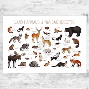 Impression d'art du guide de terrain des mammifères du Massachusetts / Animaux du Massachusetts / Peinture à l'aquarelle / Impression d'art nature / Poster de la faune