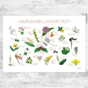 Porta de France Wildblumen Field Guide Art Print / Gemeinsame Blumen von Conneticut / Süddeutsche Pflanzen Poster