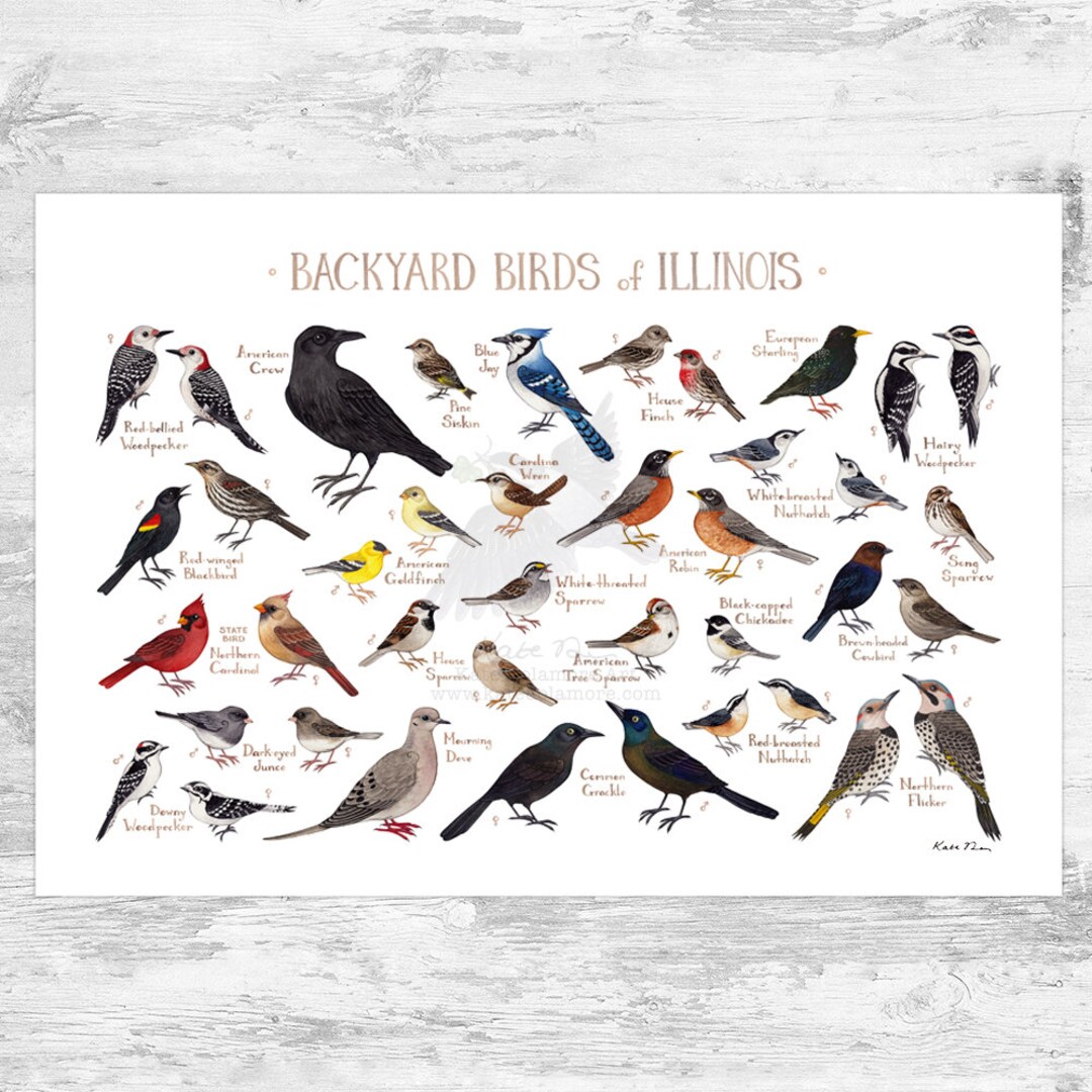 Illinois Backyard Birds Field Guide Art Print / Watercolor Painting
