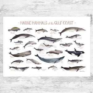 Gulf Coast Marine Mammals Field Guide Art Print / Southeastern Ocean Animals Poster Featuring Whales and Dolphins
