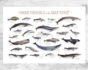May include: An illustrated guide to marine mammals of the Gulf Coast. The poster features a variety of whales, dolphins, and porpoises, including the sperm whale, blue whale, and bottlenose dolphin.