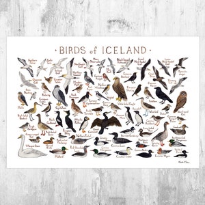 Icelandic Birds Field Guide Art Print / Watercolor Painting / Wall Art / Bird Poster
