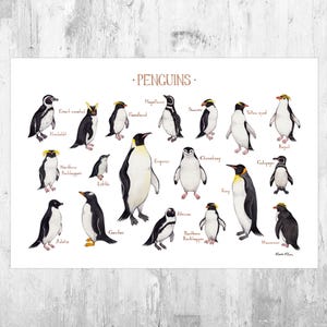 Penguins of the World Field Guide Art Print / Watercolor Bird Poster