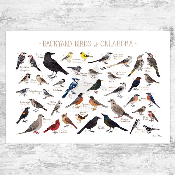 Oklahoma Backyard Birds Field Guide Art Print / Watercolor Painting Print / Birdwatching Wall Art / Nature Print / Bird Poster