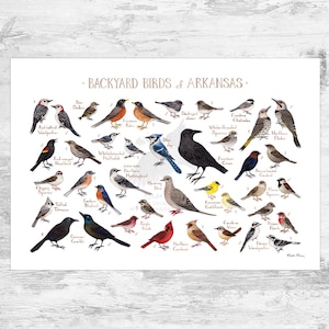 Arkansas Backyard Birds Field Guide Art Print / Watercolor Painting Print / Birdwatching Wall Art / Nature Print / Bird Poster