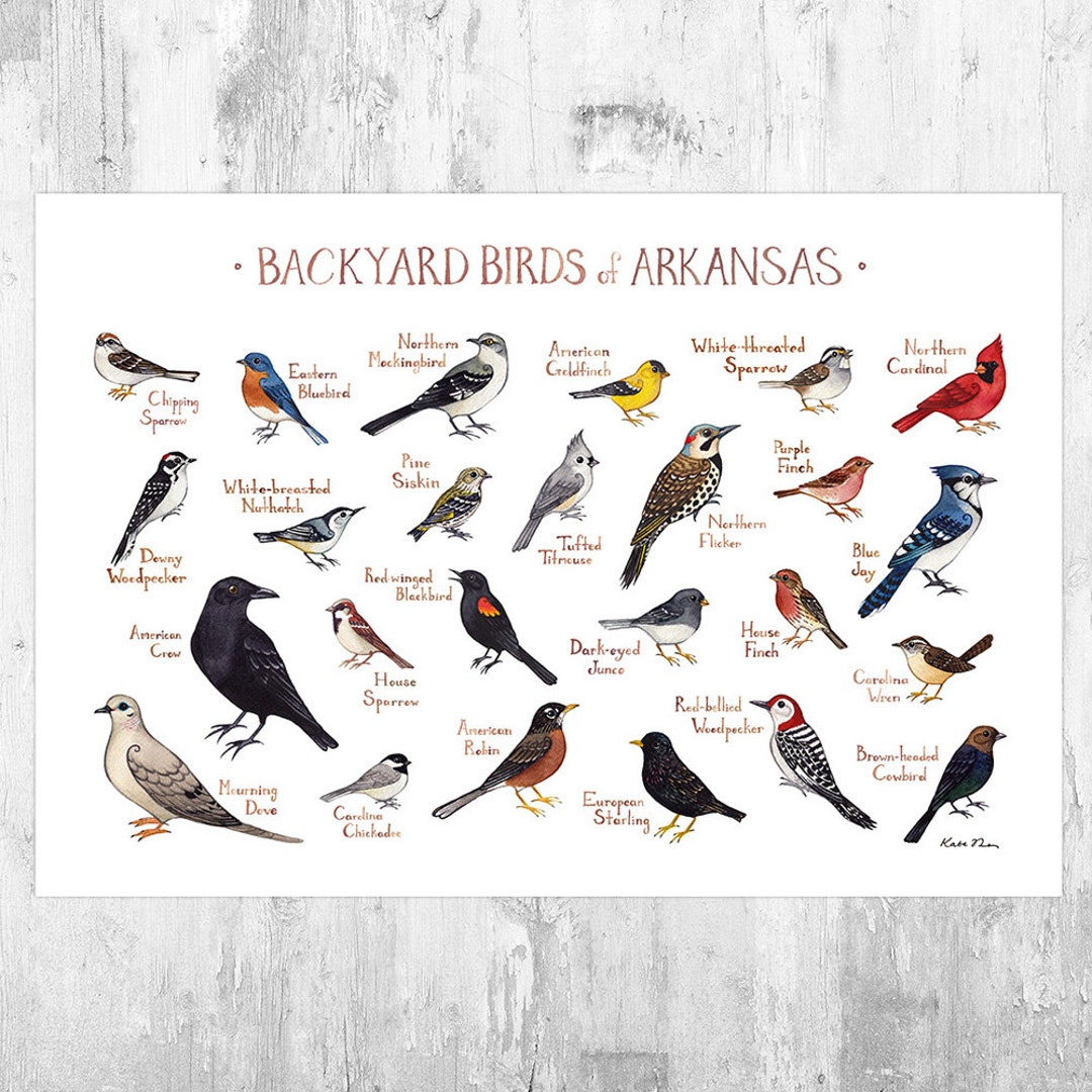 Arkansas Backyard Birds Field Guide Art Print / Watercolor - Etsy