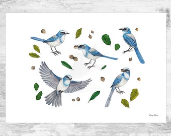 Florida Scrub-Jay Signed Art Print / Florida Scrub-Jay Art / Endemic Florida Bird Study