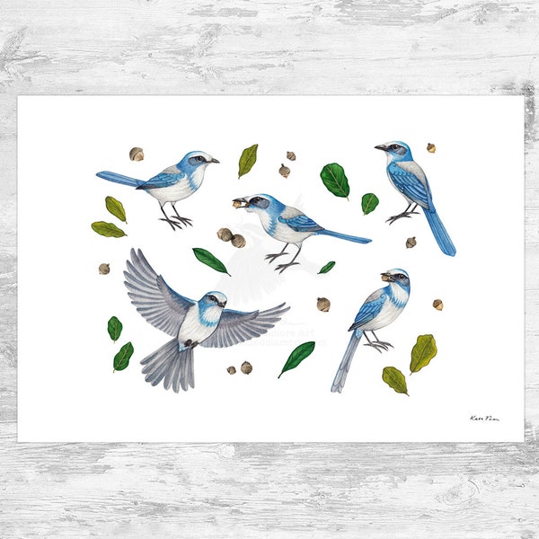 Florida Scrub-Jay Signed Art Print / Florida Scrub-Jay Art / Endemic Florida Bird Study