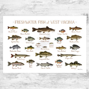 West Virginia Freshwater Fish Field Guide Art Print / Fish Nature Study Poster