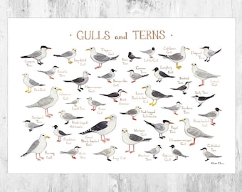 Gulls & Terns of North America Field Guide Art Print  / Coastal Birds Nature Print / Beach Bird Poster