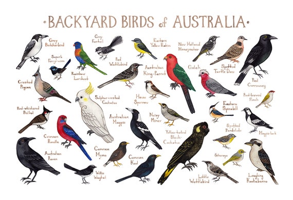 The field guide to the birds of australia