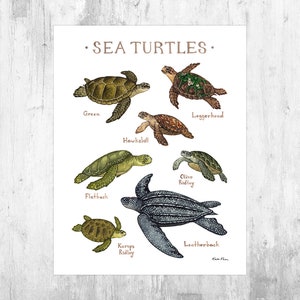 Sea Turtles of the World Field Guide Art Print  / Watercolor Painting / Ocean Wall Art / Nature Poster