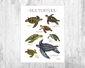 Sea Turtles of the World Field Guide Art Print  / Watercolor Painting / Ocean Wall Art / Nature Poster