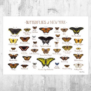 Impression d'art Guide de terrain des papillons de New York / Poster de papillons / Peinture à l'aquarelle / Art mural / Impression de la nature