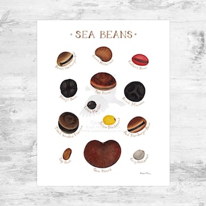 Puede incluir: Una impresión en acuarela titulada "Sea Beans" con ilustraciones de varias semillas marinas. La impresión incluye dibujos etiquetados de frijoles como Brown Hamburger Bean, Sea Heart y Black Mucuna, en tonos marrones, rojos y amarillos.