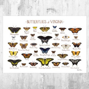 Guía de campo de mariposas de Virginia, impresión artística, póster de mariposas, acuarela, arte mural, impresión de naturaleza
