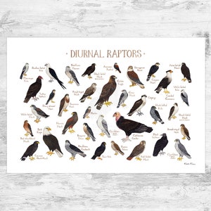 Diurnal Raptors of North America Field Guide Art Print / Hawks, Falcons, Eagles, Vultures / Nature Study / Birds of Prey Poster