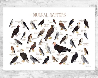 Diurnal Raptors of North America Field Guide Art Print / Hawks, Falcons, Eagles, Vultures / Nature Study / Birds of Prey Poster