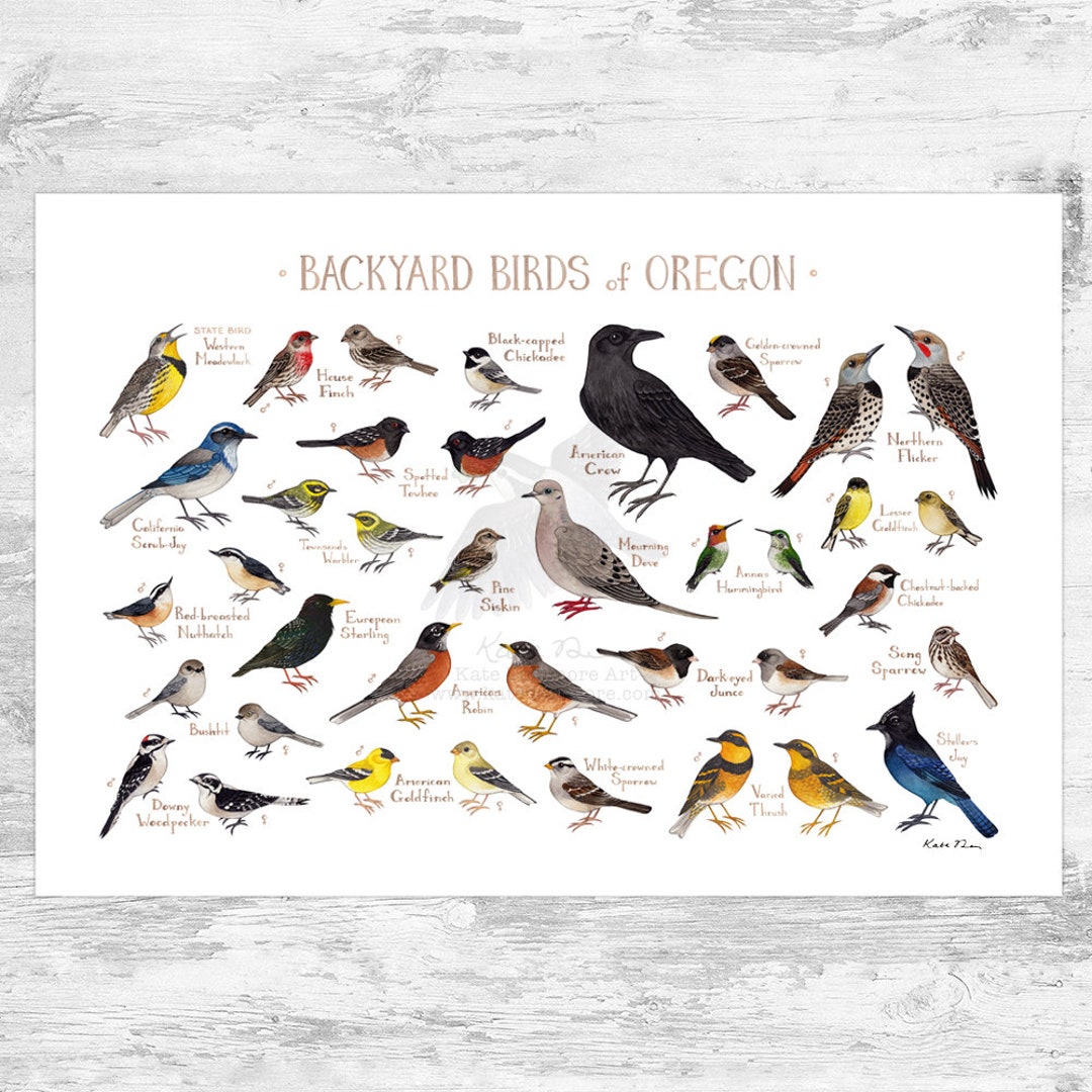 Oregon Backyard Birds Field Guide Art Print / Watercolor picture
