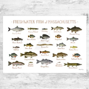 Massachusetts Freshwater Fish Field Guide Art Print / Fish Nature Study Poster