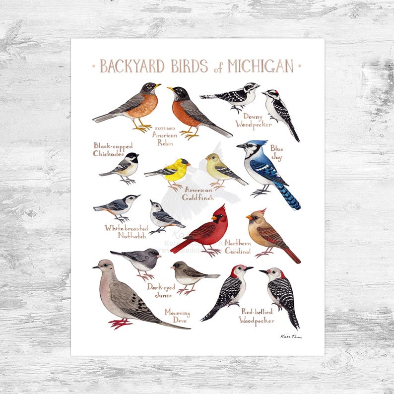 Michigan Backyard Birds Field Guide Art Print Mini 8x10 - Etsy