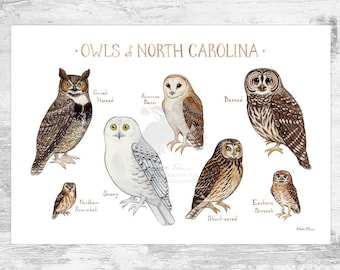 Impresión artística de la Guía de campo de los búhos de Carolina del Norte / Póster de aves rapaces en acuarela