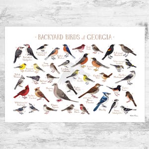 Georgia Backyard Birds Field Guide Art Print / Watercolor Painting Print / Birdwatching Wall Art / Nature Print / Bird Poster