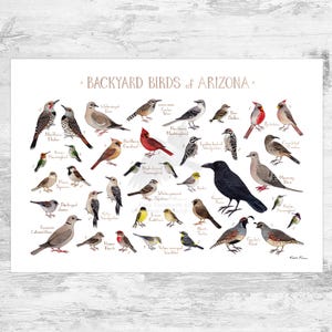 Guía de campo de aves de patio de Arizona (impresión artística, impresión de acuarela, arte mural de observación de aves, impresión de naturaleza, póster de aves)