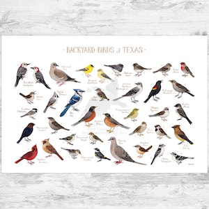 May include: A colorful illustrated guide to backyard birds of Texas. The poster features 30 different bird species, each with its common name and a detailed illustration. The birds are arranged in a grid pattern, with a white background and a light gray border.
