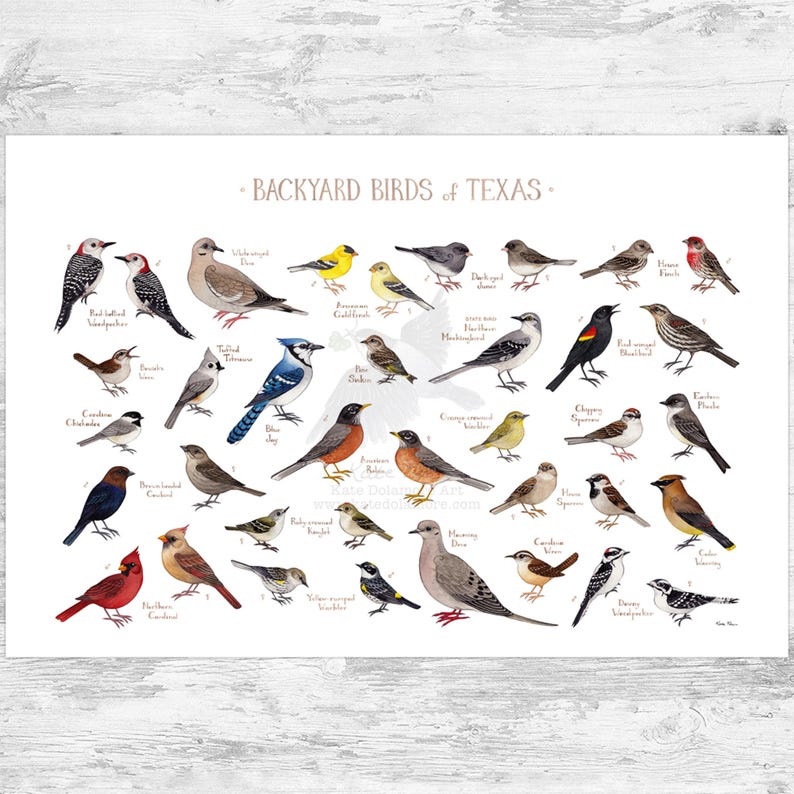 May include: A colorful illustrated guide to backyard birds of Texas. The poster features 30 different bird species, each with its common name and a detailed illustration. The birds are arranged in a grid pattern, with a white background and a light gray border.