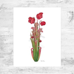 White-topped Pitcher Plant Signed Art Print / Sarracenia leucophylla / 8x10 Carnivorous Pitcher Plant Bog Watercolor Print
