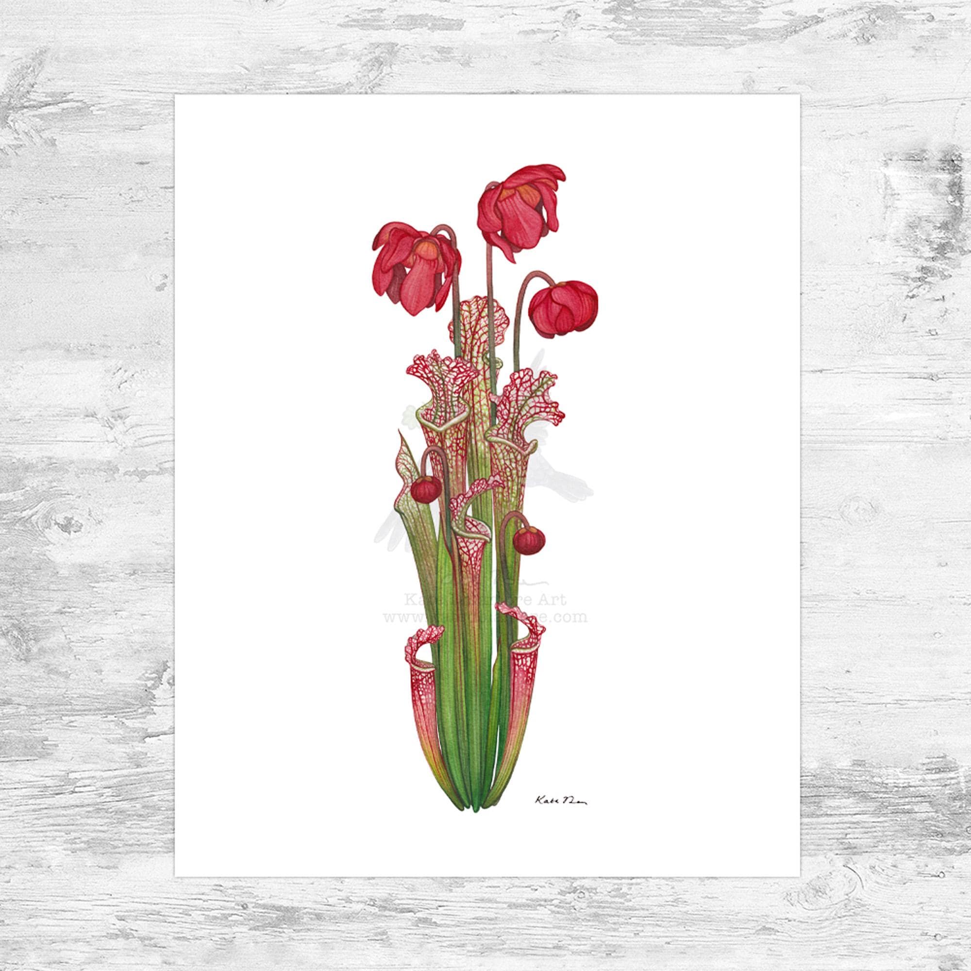 White-topped Pitcher Plant (Sarracenia Leucophylla ) 8x10 Art Print