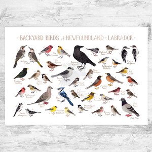 Neufundland & Labrador Garten Vögel Field Guide Kunstdruck / Aquarell Malerei / Wandkunst / Naturdruck / Vogel Poster