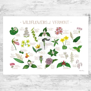 Vermont Wildflowers Field Guide Art Print / Flores comunes de Vermont / Cartel de plantas nativas de Vermont