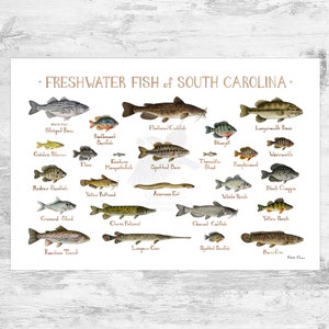 Impresión artística de la Guía de campo de peces de agua dulce de Carolina del Sur / Póster de estudio de la naturaleza de los peces