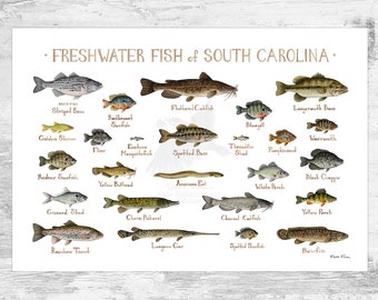 South Carolina Freshwater Fish Field Guide Art Print / Fish Nature Study Poster