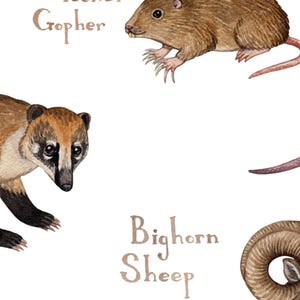 Texas Land Mammals Field Guide Art Print / Animals of Texas / Watercolor Painting / Wall Art / Nature Print / Wildlife Poster image 4