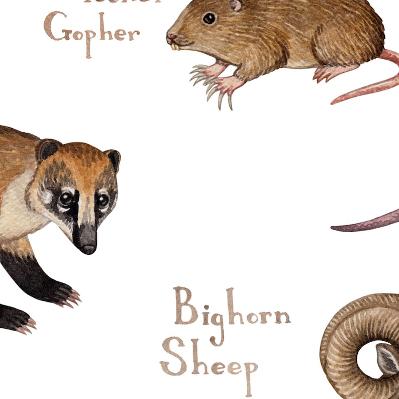 Texas Land Mammals Field Guide Art Print / Animals of Texas / Watercolor Painting / Wall Art / Nature Print / Wildlife Poster image 4