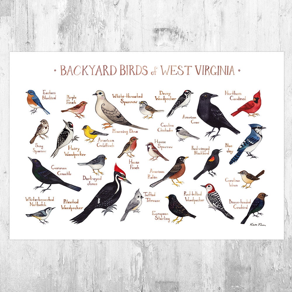 Pennsylvania Backyard Birds Of Pennsylvania Field Guide Print Bird Art